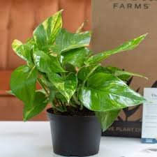 indoor plants